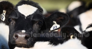 හරක් ප්‍රේමය පාර කපන්නේ හොර හරක් ජාවාරමටය
