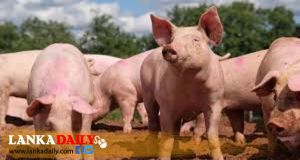 සුකර මස් කර්මාන්තය රැකගන්න ඕන නිසා නීති ලිහිල් කරමින් නව ගැසට් නිවේදනයක්