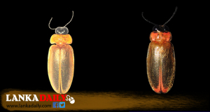 ශ්‍රී ලංකාවට ආවේණික නව කණාමැදිරි විශේෂ 2 ක් සොයා ගනී
