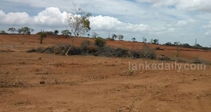 මහවැලි අධිකාරිය මුලතිව් හි වනාන්තර වනසයි