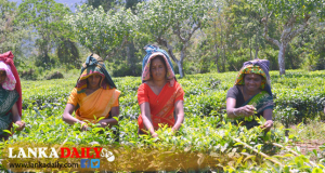 වතු කම්කරුවන්ගේ ජිවිත අවදානමට ලක් කිරීම සම්බන්ධයෙන් විරෝධය !