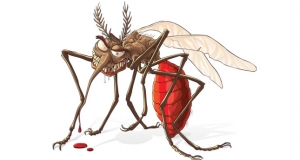 මදුරුවන්ට දත් තියෙනවද?