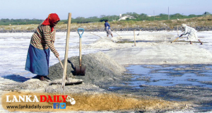 ලංකා ලුණු සමාගමේ ලුණු මෙට්‍රික්‌ ටොන්‌ 2402 විනාශ වී යාමට ඉඩහැරලා