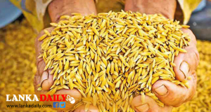 රජයේ තීරණයන් නොසලකා වැඩකරන මෝල් හිමියන් අසාදු ලේඛනයට
