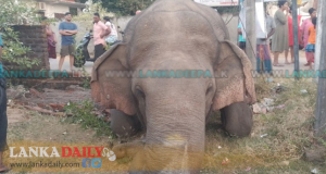 මීන ගයා, තවත් අලියෙක් බිල්ලට ගනී   