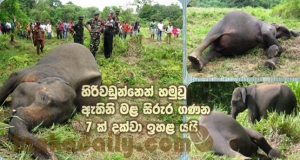 හබරණ ඇතින්නියන් 7 මැරුවේ අපලයක් දුරු කරන්නලු..