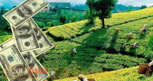 තේ වගාව වැඩිම අස්වැන්න සමඟ වැඩිම ආදායමත් 2021 දී වාර්ථාකරයි