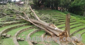 යාපනයේ සිට පෙරා දක්වා මෝඩ පැටවුන්ගේ ඛේදවාචකය