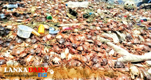 ත්‍රිකුණාමලය වෙරළ මියගිය කකුළුවන්ගෙන් වැසේ