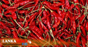 මිනිස් පරිභෝජනයට නුසුදුසු වියළි මිරිස් තොගයක් අල්ලයි