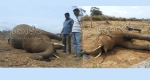 වතුර සොයා ආ ඇතාට වෙඩි තියලා