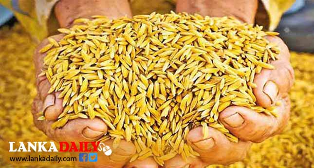 යල කන්නයේ වී මිලදී ගැනීම් අද සිට ඇරඹේ