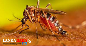 මාස 5 කට ඩෙංගු රෝගීන් විසිපන් දහසකට අධික සංඛ්‍යාවක් ! අයහපත් කාලගුණයෙන් ඩෙංගු මර්දන වැඩසටහනුත් කල් යයි