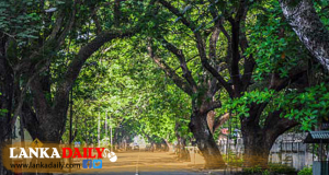 කොළඹ අනාරක්ෂිත ගස් 200කට අධික සංඛ්‍යාවක් කැපීමට සැලසුම්