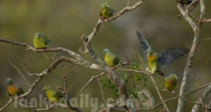එළිමහන් සත්වෝද්‍යානය නොමිලේම බලන්න අවස්ථාවක්