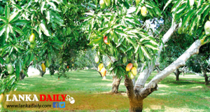 අපනයනය සඳහා පළතුරු වගා ගම්මාන පුළුල් කෙරේ !