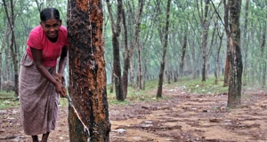 රබර් වලට සහතික මිලක්