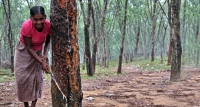 රබර් වලට සහතික මිලක්