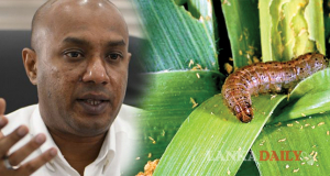 සේනා දළඹු පාලනයට හදුන්වා දුන් වෛරස් ප්‍රභේදය කඩිනමින් ගොවි ජනතාවට
