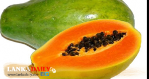 ගස්ලබු අපනයනයෙන් මෙරටට විශාල ආදායමක් !