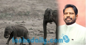 හොර ලේඛන හැදුවේ වන ජීවී දෙපාර්තමේන්තුවමයි