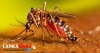 මේ සති­යේදී බස්නා­හිර පළා­තෙන් පම­ණක් ඩෙංගු රෝගීන් 466 ක්