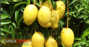 TEJC අඹ අපනයනය සදහා පමණක් වගා කරන්න සුදානමක්