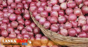 ලොකු ලුණු මිළ රු 300 – 350ත් දක්වා පහත වැටේ