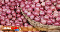 ලොකු ලුණු මිළ රු 300 – 350ත් දක්වා පහත වැටේ