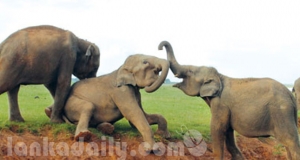 අලි ඇත් පරපුර ‍රැක දෙන්නැයි මහනාහිමිවරුන්ට ආයාචනයක්