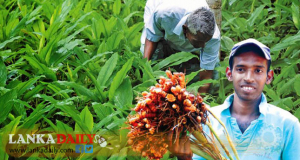 කහ සඳහා හොද මිලක් ලබා දුන්නට ගොවීන්ගෙන් රජයට ප්‍රසාදය !