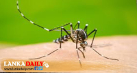 බස්නාහිරට සහ උතුරට යළිත් ඩෙංගු අවධානමක්