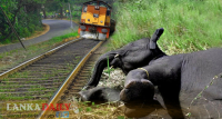 වන අලින් දුම්රියේ ගැටීමෙන් සිදුවන අනතුරු වළක්වා ගන්න පියවර රැසක්