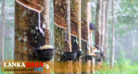 රබර් වගාවටත් පොහොර සහනාධාරයක්