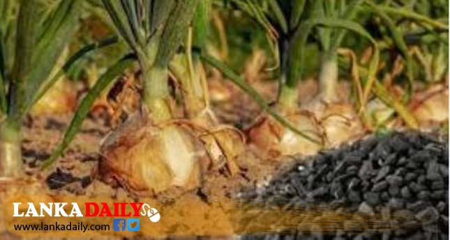 ලොකු ලූනු බීජ නිෂ්පාදන ගම්මානයක් ආරම්භ කිරීමට සැලසුම්