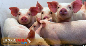 වයිරසයෙන් මිය යන ඌරන්ගේ මස්, මිළ අඩුවට වෙළදපොලට