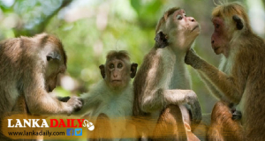 විනාඩි 10කින් රටේම රිළවුන් සංගණනයකට සුදානමක්