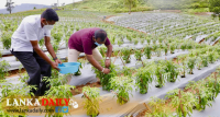 තවත් අති සාර්ථක කාබනික මිරිස් වගාවක් !