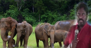 අලි ජාවාරමට ඇමැති නිත්‍යානුකූල පාරක් හදයි