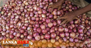 අහස උසට නැග්ග ලොකු ළුණු මිළේ තිත්ත ඇත්ත