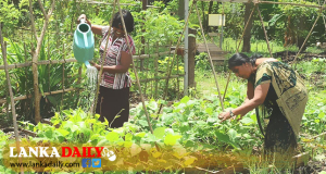 අමාත්‍යාංශය තුනකින් ගෙවතු වගා වැඩසටහනක්