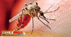 වැසි කාලගුණයත් සමඟ රට පුරා මදුරු ඝනත්වය ඉහළට