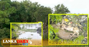 වසංගතයෙන් මිය යන ඌරු මළකුණු මුතුරාජවෙල රක්ෂිතයට බැහැර කල අය සොයා විමර්ශන