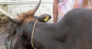 ගවයාගේ අයිතිය සෙවීමට DNA පරීක්ෂණයක්