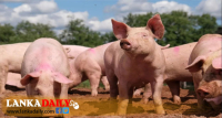 සූකර උණ රෝගයේ අලුත්ම තත්වය
