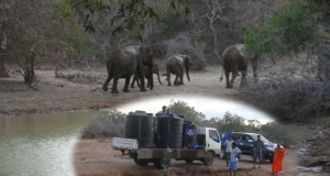 යාල සතුන්ට වතුරයි පලතුරුයි කතරගමින්