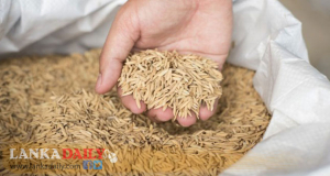 ගොවීන් මුහුණ දෙන ගැටළු කඩිනමින් නිරාකරණය කිරීම සඳහා රජය අවධානය