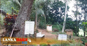 වනාන්තර ආශ්‍රිතව ඔසු වන උයන් පිහිටුවීමට සැලසුම් !