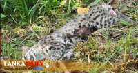 අභිරහස් ලෙස මියදුනු හඳුන්දිවියෙකු හමුවෙයි