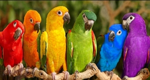 ලංකාවට චීනයෙන් මැකෝ ගිරවුන්